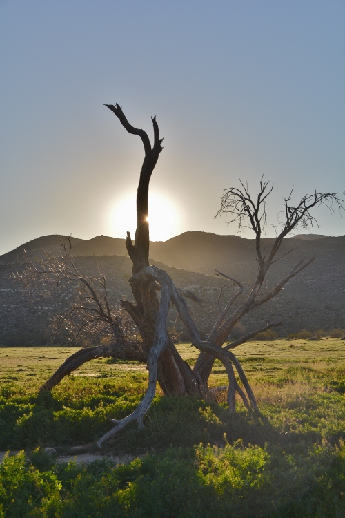 dead tree stump in silhouette